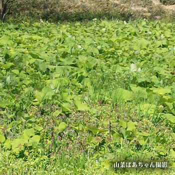 ふき ふきのとう茎 山菜の採れたて通販サイト 新潟村上から旬の天然山菜をお届けします